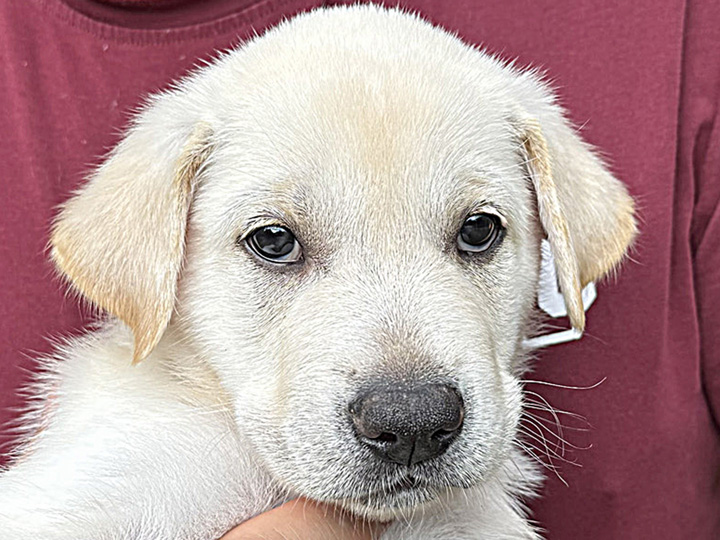 chinook puppy